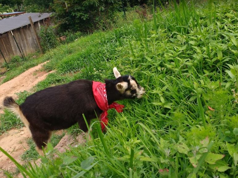 Goats love weeds