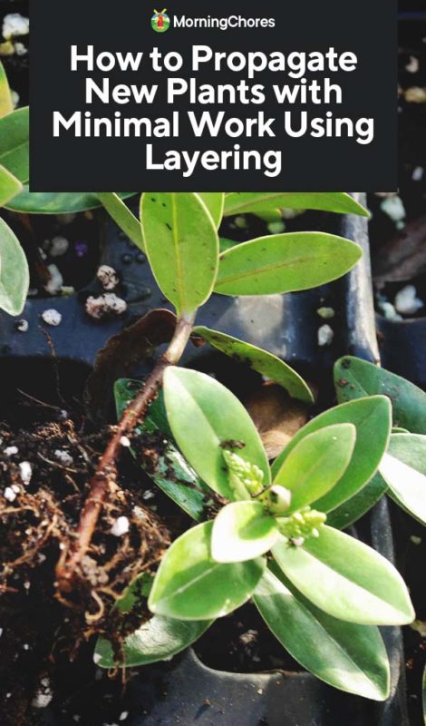 How to Propagate New Plants with Minimal Work Using Layering PIN 1