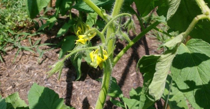 Self fertile Tomato