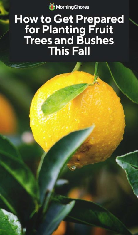 How to Get Prepared for Planting Fruit Trees and Bushes This Fall PIN