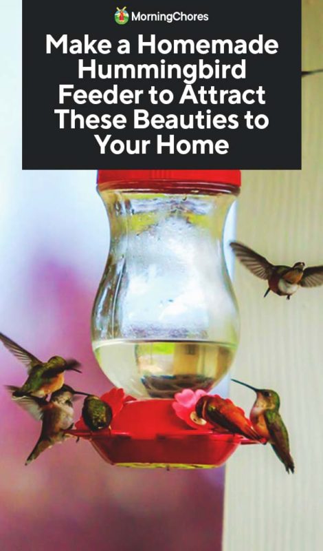 Make a Homemade Hummingbird Feeder to Attract These Beauties to Your Home PIN