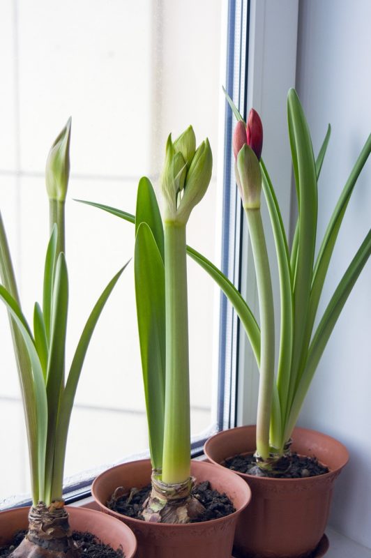 amaryllis-indoor-plants
