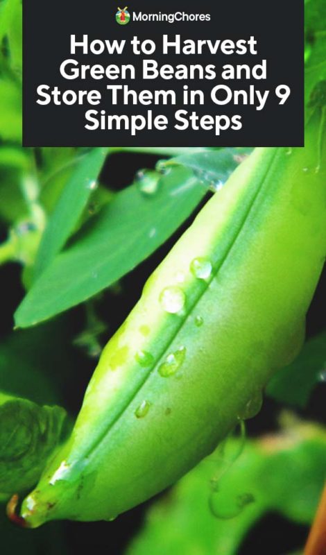 How to Harvest Green Beans and Store Them in Only 9 Simple Steps PIN