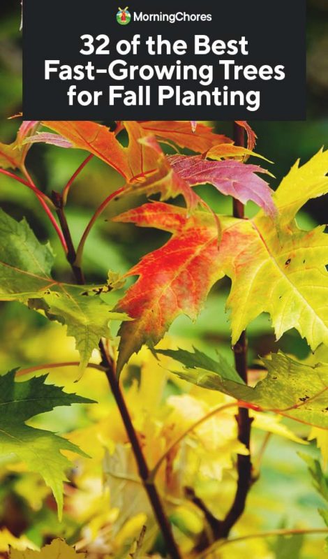 32 of the Best Fast Growing Trees for Fall Planting PIN