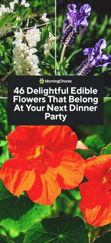 46 Delightful Edible Flowers That Belong At Your Next Dinner Party PIN