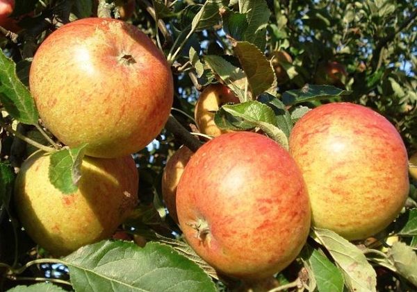 Cox Orange Pippin apple varieties on a tree