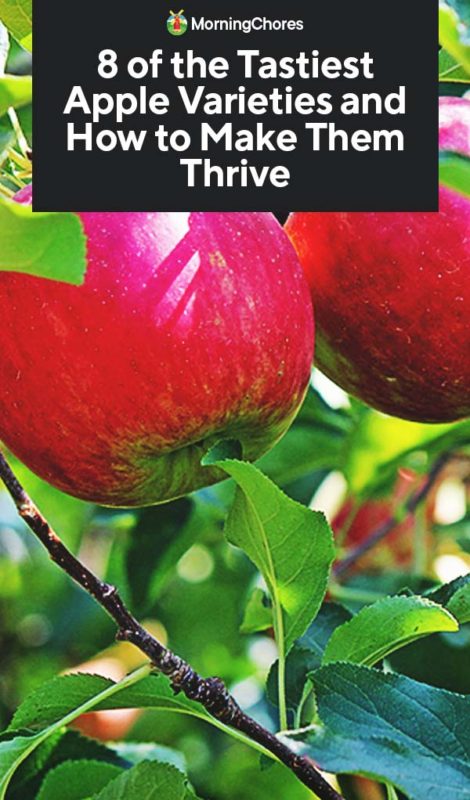 8 of the Tastiest Apple Varieties and How to Make Them Thrive PIN