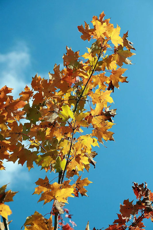 Freeman's Maple leaves against a blue sky