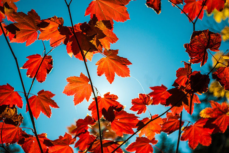 Red Maple leaves against a blue sky