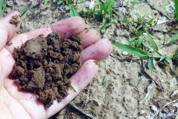 A hand adding Vermicompost to malnourished soil