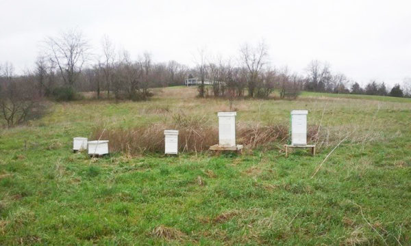 Hives in a field near an apple orchard