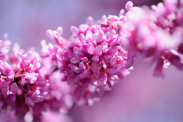Eastern Redbud branch in bloom with pink flowers
