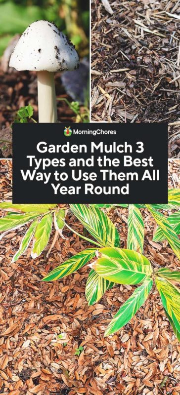 Garden Mulch 3 Types and the Best Way to Use Them All Year Round FI
