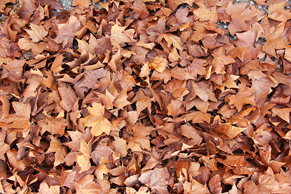 Leaf mulch covering the ground