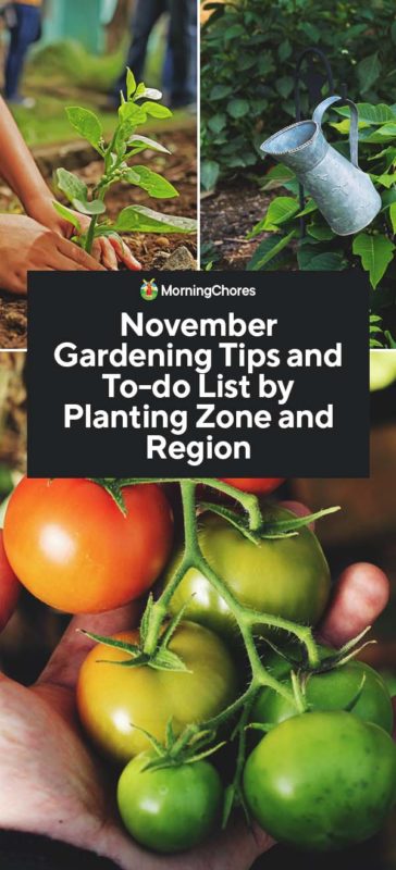 November Gardening Tips and To do List by Planting Zone and Region PIN