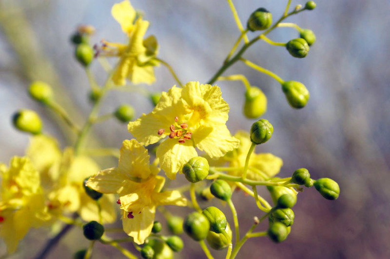 Palo verde tree blooms up close