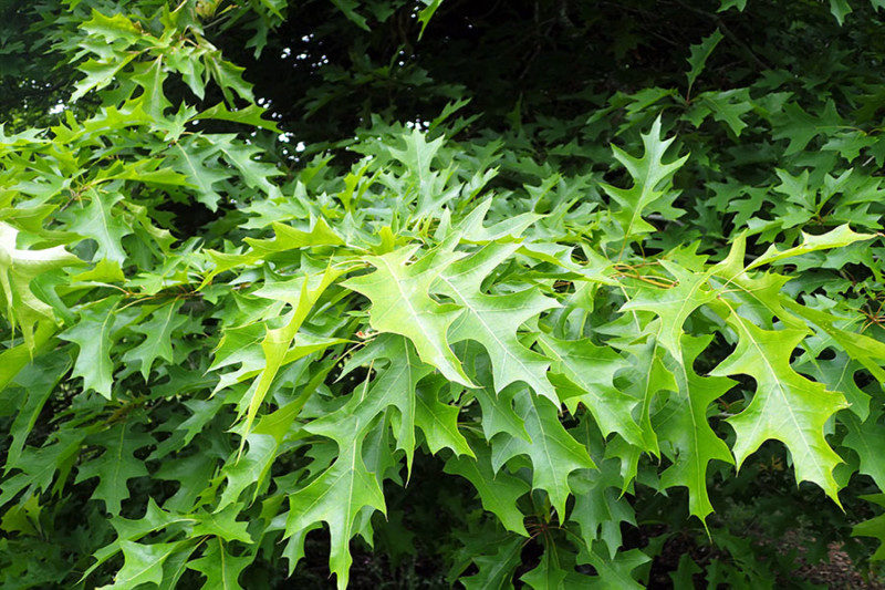 The leaves of a Nuttall's Oak close up against a dark background
