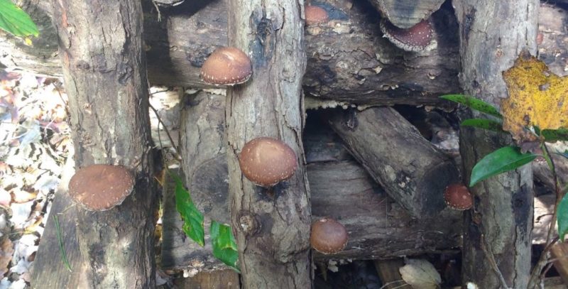 growing shiitake mushrooms