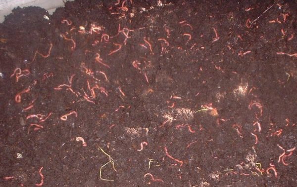 Red wigglers in a dirt material