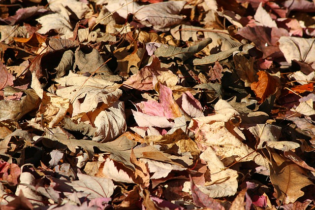 leaves for mulch