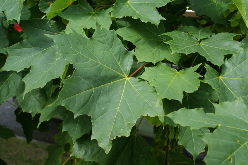 20 Invasive Plants Sold At Nurseries You Should Never Use