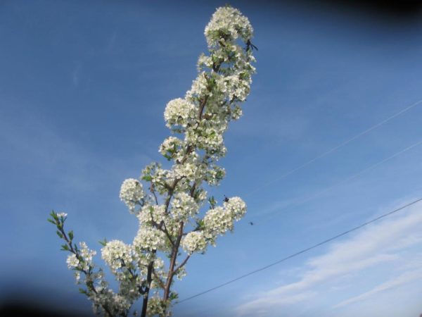 An apple tree branch against a blue sky