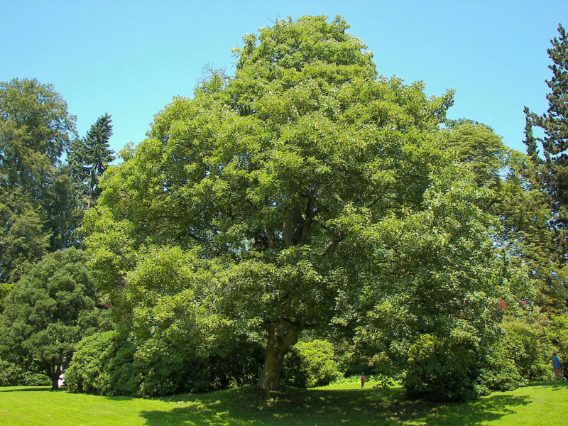 20 Invasive Plants Sold At Nurseries You Should Never Use