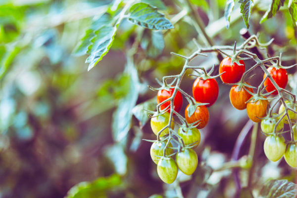 Ripening tomatoes on a vine