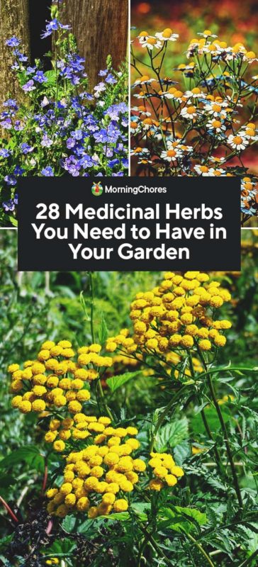 28 Medicinal Herbs You Need to Have in Your Garden PIN