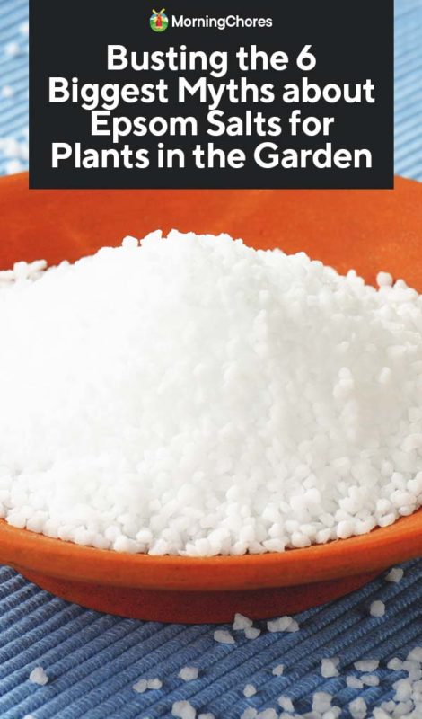 Busting the 6 Biggest Myths about Epsom Salts for Plants in the Garden PIN