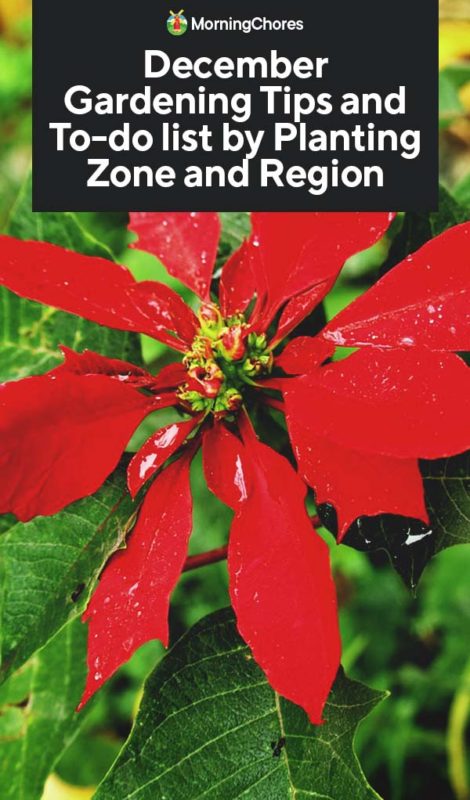 December Gardening Tips and To do list by Planting Zone and Region PIN