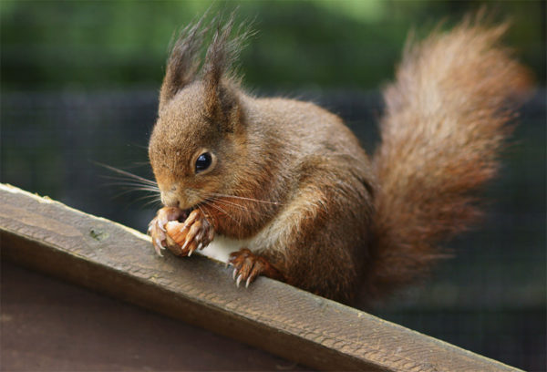 Squirrel eating a hazelnut