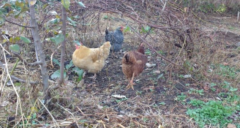 Fence Chickens Out