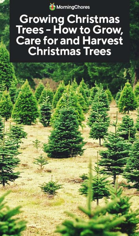 Growing Christmas Trees How to Grow Care for and Harvest Christmas Trees PIN