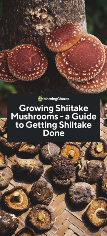 Growing Shiitake Mushrooms a Guide to Getting Shiitake Done PIN
