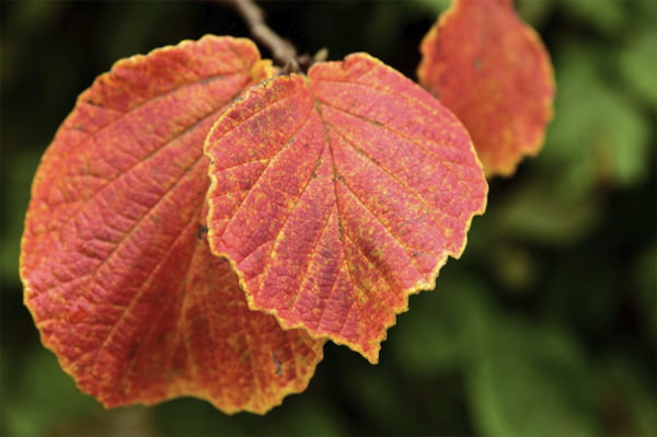 Red Hazelnut leaves in fall