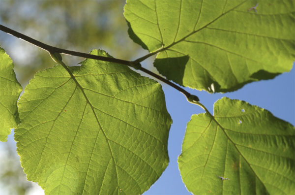 Hazelnut leaves