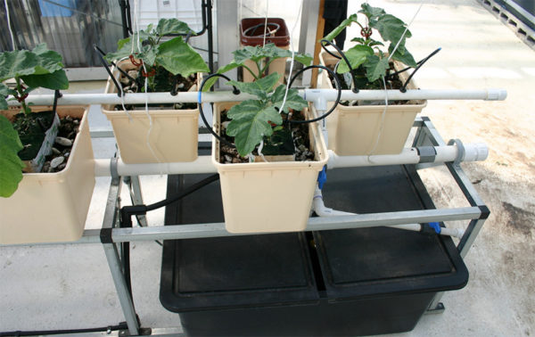 Top feed Hydroponic system setup