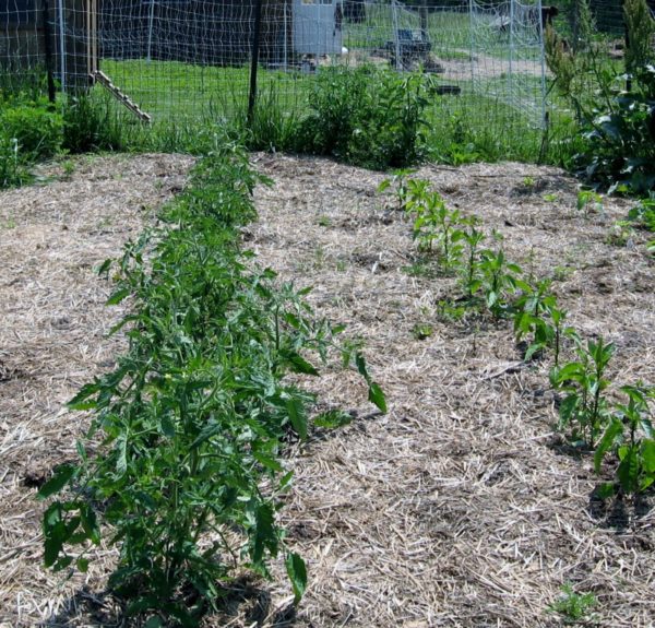 A tomato canning garden