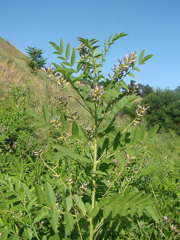 Licorice medicinal plant growing against a hill