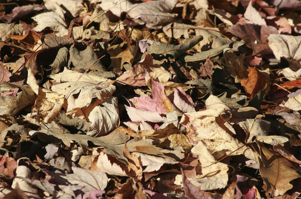 A pile of leaves
