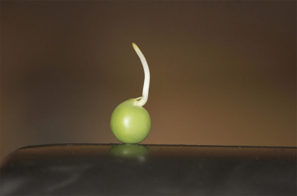 Pea sprout 