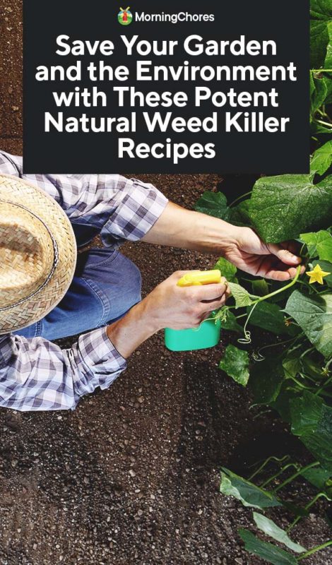 Save Your Garden and the Environment with These Potent Natural Weed Killer Recipes PIN