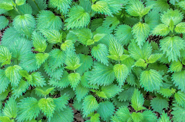 The leaves of the stinging nettle plant from above