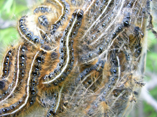 A mass of tent caterpillars
