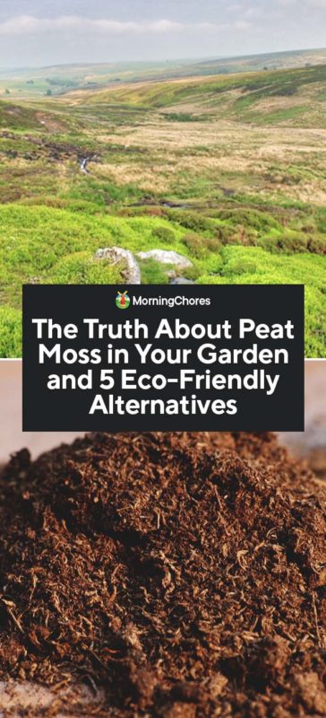The Truth About Peat Moss in Your Garden and 5 Eco Friendly Alternatives PIN