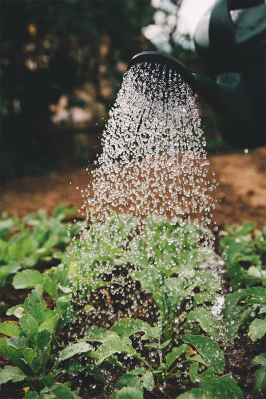 An herb garden being watered