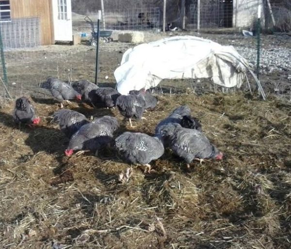 Chickens scratching in compost
