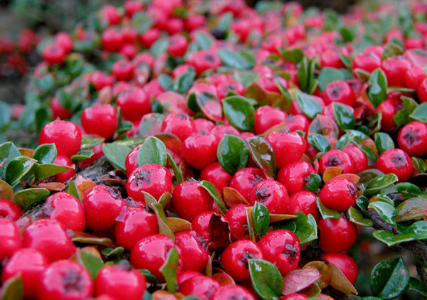Cotoneaster ground cover plant berries