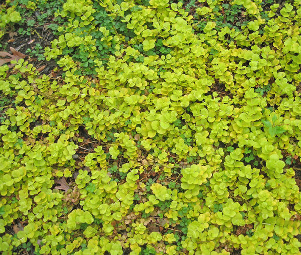Golden creeping Jenny ground cover plant